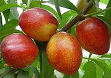 油桃和西紅柿能一起吃嗎？毛桃和西紅柿能一起吃嗎？