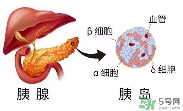 胰島素為什么不能口服？胰島素有什么副作用
