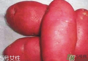 紅土豆是轉(zhuǎn)基因的嗎？紅土豆和正常土豆的區(qū)別