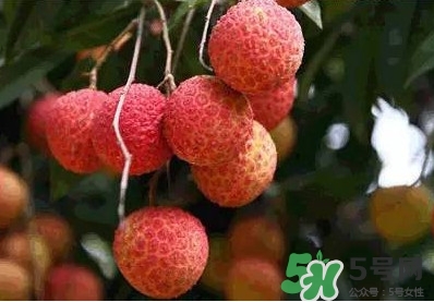 糯米糍荔枝多少錢一斤2017？糯米糍荔枝市場價格