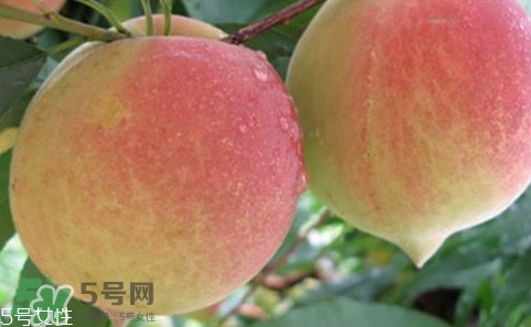 鷹嘴桃多少錢一斤2017？鷹嘴桃市場(chǎng)價(jià)格