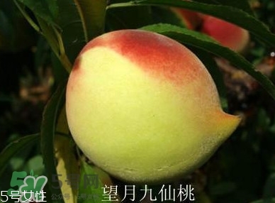 九仙桃什么時(shí)候成熟？九仙桃什么時(shí)候上市