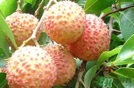 桂味荔枝多少錢一斤2017？桂味荔枝價(jià)格