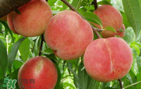 水蜜桃可以和香蕉一起吃嗎？水蜜桃可以跟香蕉同吃嗎？
