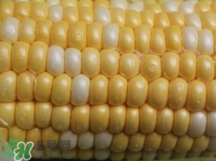 水果玉米孕婦能吃嗎？懷孕可以吃水果玉米嗎