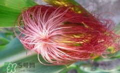 玉米須怎樣保存？玉米須可以曬干保存嗎？