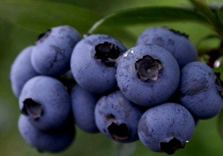 藍(lán)莓熱量高嗎？藍(lán)莓醬熱量高嗎？