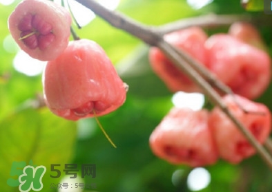 蓮霧什么季節(jié)吃最好？什么品種的蓮霧最好吃
