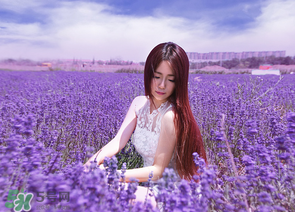 六月份還有薰衣草嗎？6月份哪里有薰衣草？