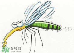 招蚊子是什么原因？招蚊子體質(zhì)怎么辦？