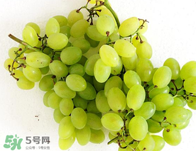 青提什么時候成熟？青提什么時候上市？