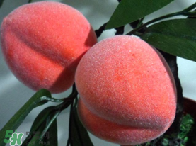 提子和桃子能一起吃嗎？提子和桃子一起吃好嗎？