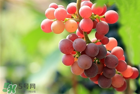 提子一天吃多少？提子一天吃幾個？