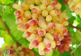 提子一天吃多少？提子一天吃幾個？