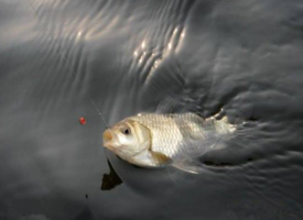 六月份怎么釣鯽魚？6月份釣鯽魚用什么餌料？