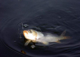 六月份怎么釣鯽魚？6月份釣鯽魚用什么餌料？