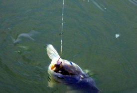 六月份怎么釣鯽魚？6月份釣鯽魚用什么餌料？
