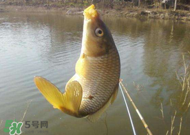 六月份怎么釣鯉魚？六月份釣鯉魚技巧
