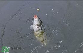 六月份怎么釣鯉魚？六月份釣鯉魚技巧