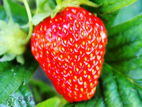 夏天有草莓嗎？夏天草莓結(jié)果嗎？