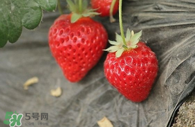夏天有草莓嗎？夏天草莓結(jié)果嗎？