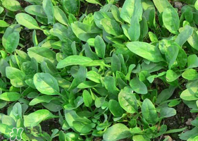夏天可以種菠菜嗎？夏天菠菜為什么難種植？