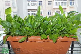夏天可以種菠菜嗎？夏天菠菜為什么難種植？