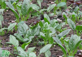 夏天可以種菠菜嗎？夏天菠菜為什么難種植？