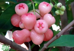 蓮霧什么季節(jié)吃最好？什么品種的蓮霧最好吃