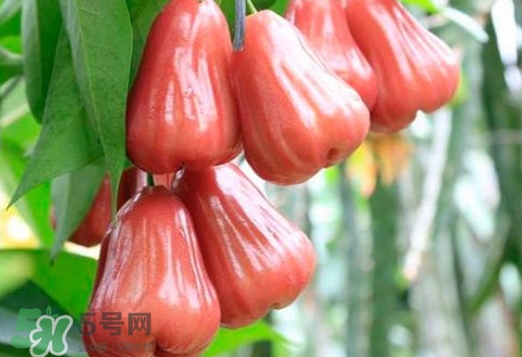 蓮霧什么季節(jié)成熟？蓮霧什么時(shí)候成熟