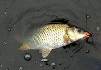 六月份怎么釣鯽魚？6月份釣鯽魚用什么餌料？