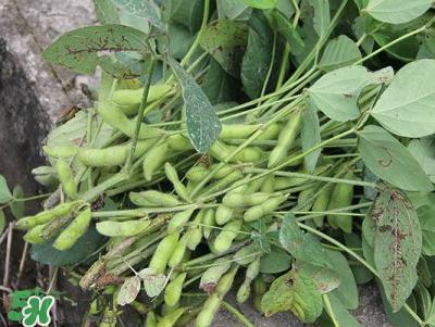 六月份可以種毛豆嗎？六月份毛豆怎么種植？