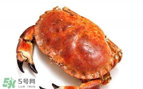 面包蟹是海蟹嗎？面包蟹吃什么東西