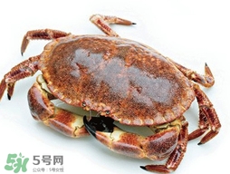 活面包蟹怎么保存？面包蟹能保存多久