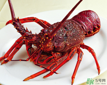 澳洲龍蝦是淡水的嗎？澳洲龍蝦是海鮮嗎？