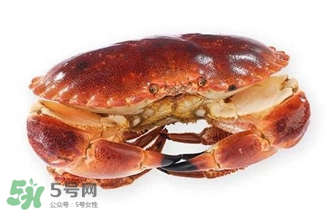 面包蟹是黃道蟹嗎？黃道蟹和面包蟹一樣嗎