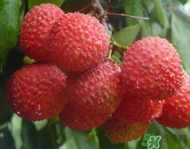 吃荔枝為什么會(huì)暈倒？吃荔枝暈倒怎么回事？