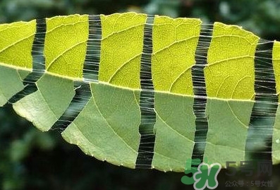 杜仲茶每天喝多少合適？杜仲茶喝多有什么不好