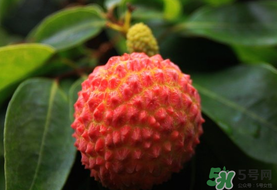 吃荔枝會(huì)流鼻血嗎？荔枝吃多了會(huì)流鼻血嗎？