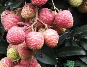 荔枝吃多了會(huì)流鼻血嗎？吃荔枝會(huì)流鼻血嗎？