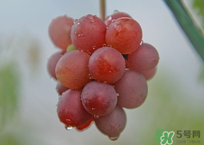 提子皮澀怎么處理？提子皮澀能吃嗎？