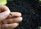 杜仲茶是熱性的嗎？杜仲茶和杜仲是一樣?xùn)|西嗎
