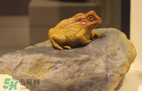 蟾蜍能活多久？蟾蜍可以活多少年