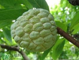番荔枝什么時候成熟？番荔枝什么時候開花？