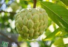 番荔枝什么時候成熟？番荔枝什么時候開花？