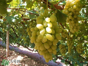 馬奶葡萄多少錢(qián)一斤？馬奶葡萄2017價(jià)格