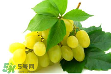 馬奶葡萄多少錢(qián)一斤？馬奶葡萄2017價(jià)格