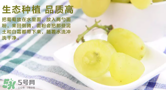 馬奶葡萄怎么保存？馬奶葡萄保存方法