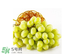 馬奶葡萄怎么保存？馬奶葡萄保存方法