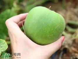 梨瓜是熱性還是涼性？梨瓜是酸性還是堿性？